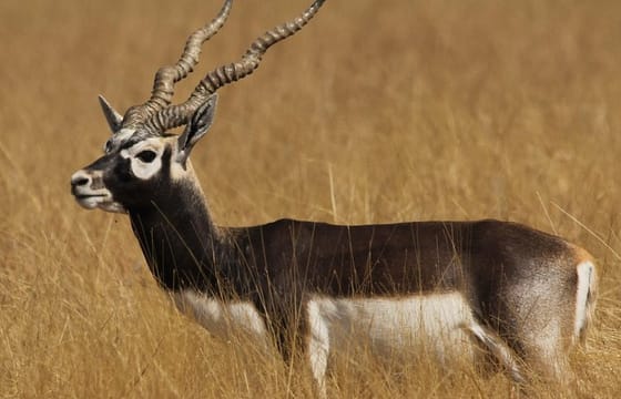 Blackbuck Safari from Rajkot