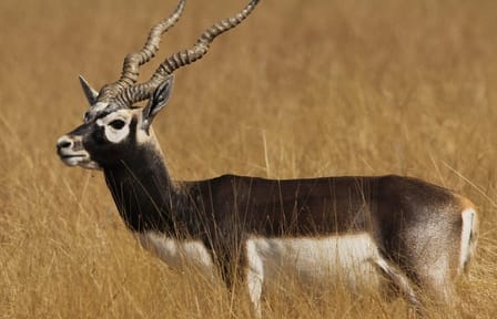 Blackbuck Safari and Wildlife Tour in Velavadar from Rajkot