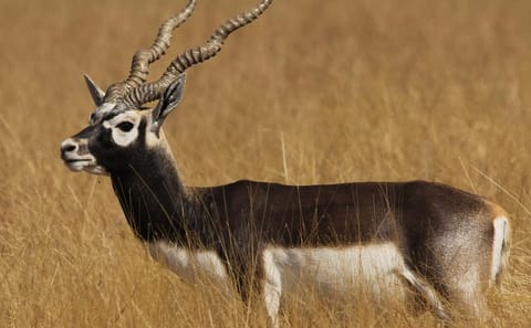 Blackbuck Safari and Wildlife Tour in Velavadar from Rajkot