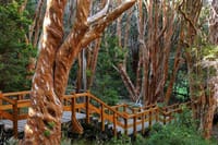 Arrayan Forest