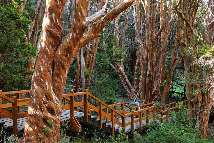 Arrayan Forest