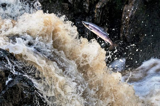 Salmon & trout fishing on a Connemara fishery. Galway. Private guided. French/Eng