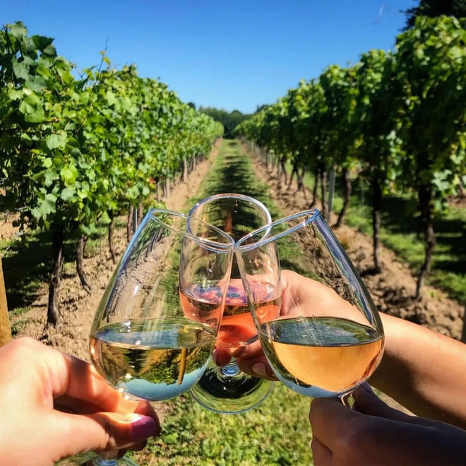 CAPE TOWN  :FULL-DAY  WINE  TASTING TOUR WITH  WINE  TRAM - Photo 5