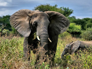 6-Day Tanzania Safari: Serengeti, Ngorongoro Crater & Tarangire Wildlife Adventure