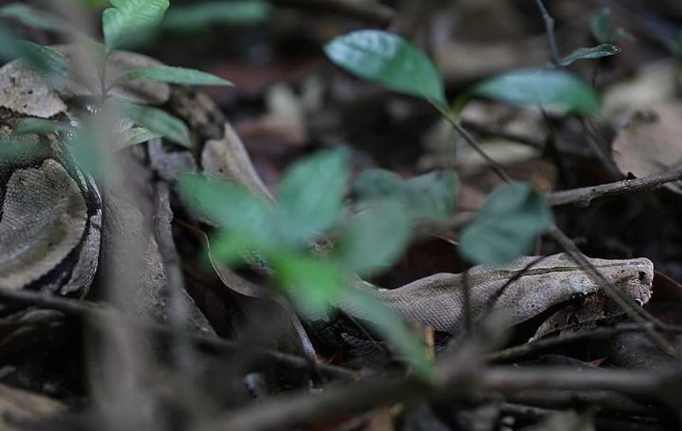 Amazon Jungle Adventure: 6-Day Tour from Manaus