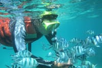Fish at blue lagoon