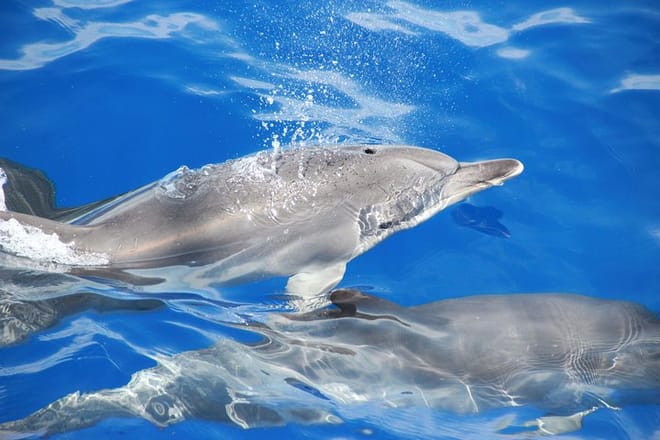 Arieiro Peak & Nun´s Valley in Open Roof 4x4 Tour + Dolphins Watching 2
