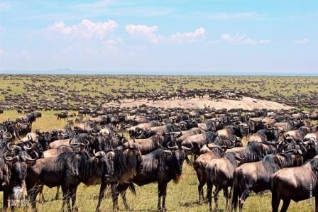 Wildlife Before Migration