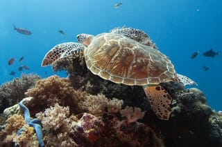 Private Dolphin Watching Experience in Zanzibar 