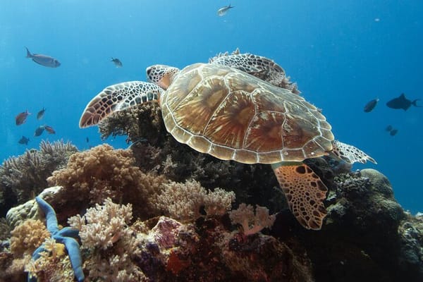Private Dolphin Watching Experience in Zanzibar 