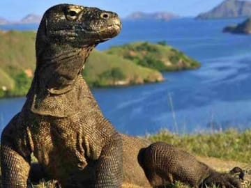 3-Day Adventure Tour of Komodo National Park from Labuan Bajo