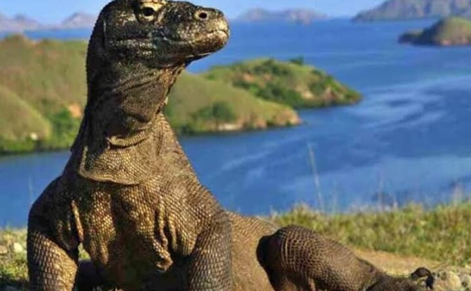 3-Day Adventure Tour of Komodo National Park from Labuan Bajo