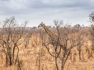 2-Day Safari Adventure in Mikumi National Park from Zanzibar