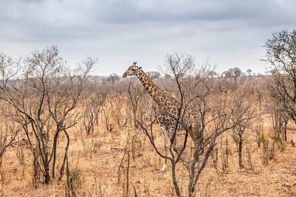 Mikumi National Park 2 Day Safari from Zanzibar or Dar es Salaam