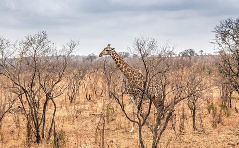 2-Day Safari Adventure in Mikumi National Park from Zanzibar