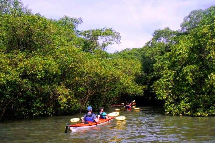 Mangrove and Beach Kayak Tour BY PARATY TOURS 3