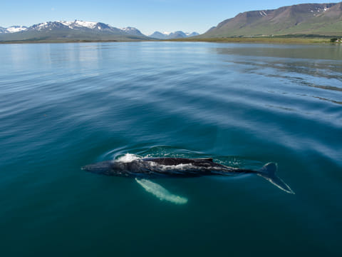 Akureyri Classic Whale Watching, photo 3