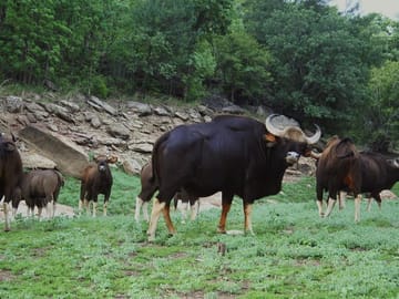 Private 3-Day Tour from Bhopal to Satpura National Park