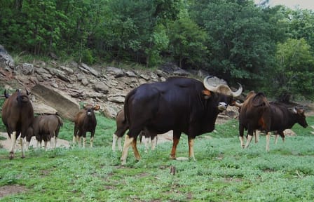 Private 3-Day Tour from Bhopal to Satpura National Park