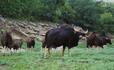 Private 3-Day Tour from Bhopal to Satpura National Park