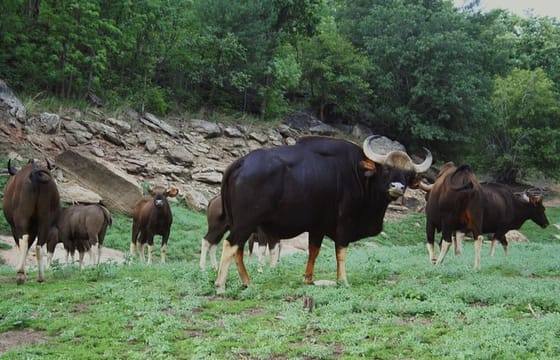 Bhopal to Satpura National Park 3-Days Private Tour