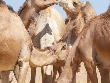 Al Ain Camel market