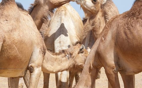Private Al Ain City Tour with Lunch from Dubai