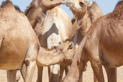 Private Tour : Al Ain City Sightseeing with Lunch from Dubai