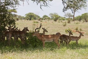 Bush to Beach Safari