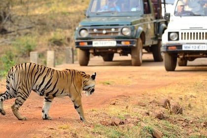Estate of the Tiger & Temples