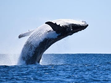 Whale Watching and Wine Tasting Tour from Cape Town