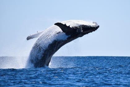 Whales Watching Hermanus Boat Trip and Private Wine Tour