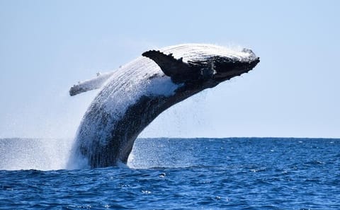 Whale Watching and Wine Tasting Tour from Cape Town