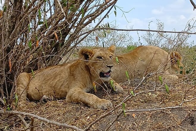 Sighting Lion cubs