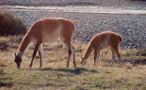 5-Day Patagonia Glacier Exploration Tour from Puerto Natales