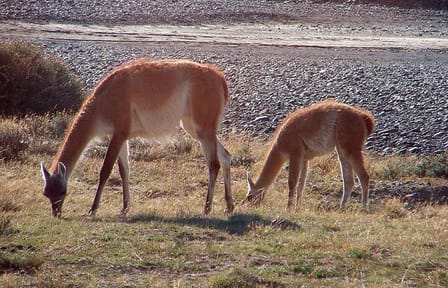 5-Day Patagonia Glacier Exploration Tour from Puerto Natales