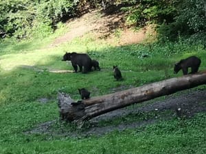 Evening at BEAR HIDE, in the wild - with your OWN VEHICLE