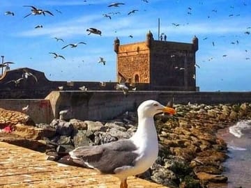 Essaouira Day Tour from Marrakech: Culture and Coastline Exploration