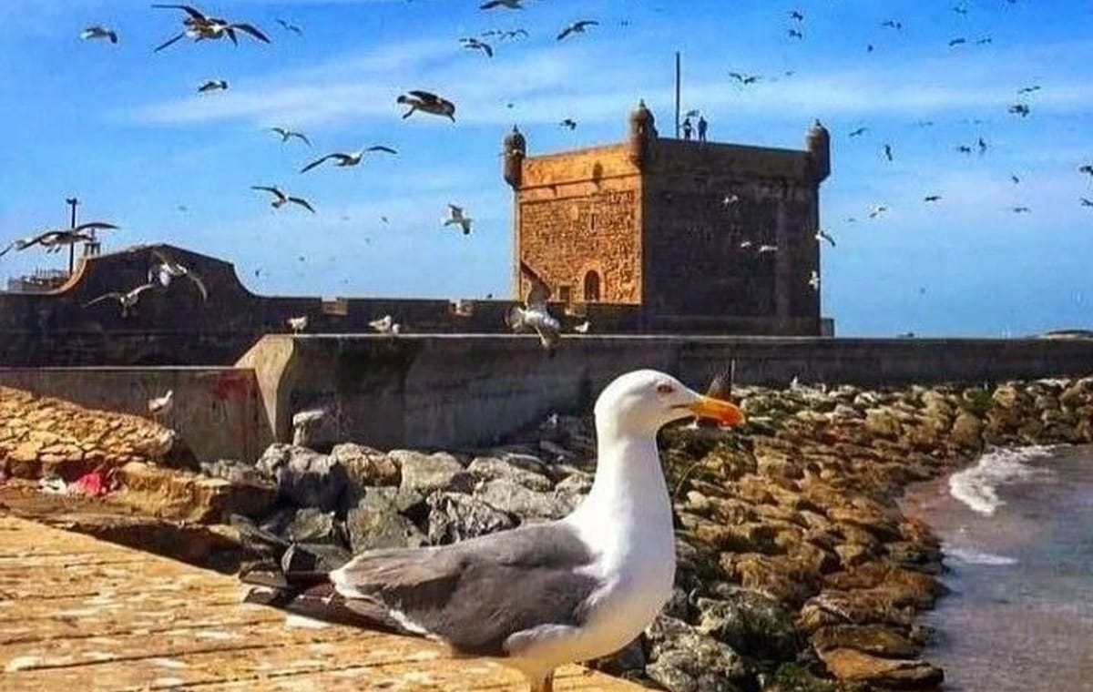 Marrakech: Essaouira Mogador & Atlantic Ocean Sightseeing Tour