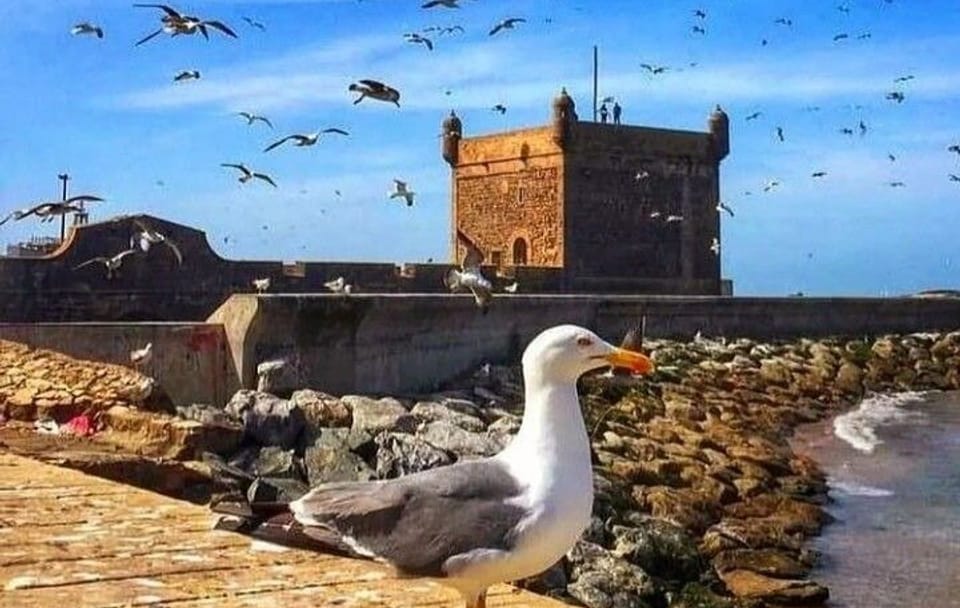 Essaouira Day Tour from Marrakech: Culture and Coastline Exploration