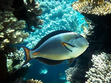 Semi-Submarine and Snorkeling in Sharm El Sheikh
