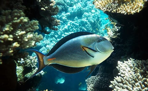 Semi-Submarine and Snorkeling in Sharm El Sheikh