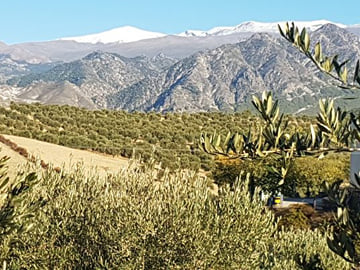 From Granada: Private visit to Oil Mill
