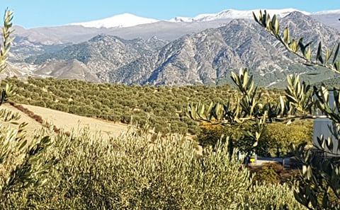 From Granada: Private visit to Oil Mill