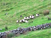 Visit a working sheep farm with sheepdog demo. Galway. Guided. 2