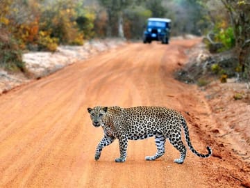 Half-Day Birdwatching and Wildlife Safari in Yala National Park
