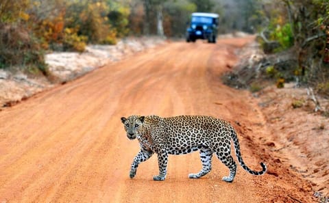 Half-Day Birdwatching and Wildlife Safari in Yala National Park