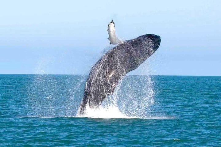 Day Trip to Wilpattu National Park from Colombo