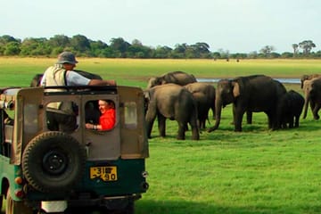 Sigiriya with Minneriya or Kaudulla Tour