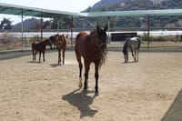 Kusadasi: Horse Riding Beach and Forest options with Transfer 10